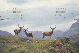 AK 214268 DEER / HIRSCH ... - Red Deer In The Scottish Highland - Altri & Non Classificati