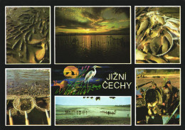 JIZNI CECHY, MULTIPLE VIEWS, ARCHITECTURE, FISH, ANIMAL, FISHING NET, SUNSET, FISHERMAN, CZECH REPUBLIC, POSTCARD - Tchéquie