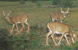 AK 214271 DEER / HIRSCH ... - Alert Bucks - Autres & Non Classés