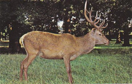 AK 214272 DEER / HIRSCH ... - A Red Deer - Sonstige & Ohne Zuordnung