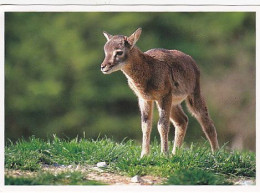 AK 214280 DEER / HIRSCH ... - Mufflon-Lamm - Sonstige & Ohne Zuordnung