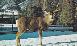 AK 214281 DEER / HIRSCH ... - Canadian Rockies - Deer - Altri & Non Classificati