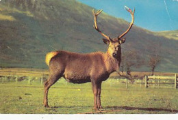 AK 214282 DEER / HIRSCH ... - A Red Deer Stag In The Scottish Highlands - Altri & Non Classificati