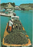 Animaux & Faune - Poissons Et Crustacés - Déchargement Des Huitres à L'Ile D'Oléron Dans Le Port - Cpm - Vierge - - Fish & Shellfish