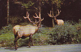 AK 214287 DEER / HIRSCH ... - Canadian Rockies - Elk - Altri & Non Classificati