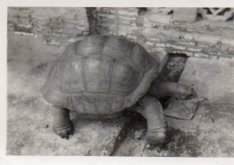 Photographie Vintage Photo Snapshot Tortue Tortoise - Other & Unclassified