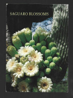 Arizona Saguaro Cactus Flowers Photo Card Stamp 1991 William T. Piper Htje - Cactussen