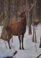 AK 214291 DEER / HIRSCH ... - Cerf - Sonstige & Ohne Zuordnung