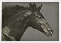 BLACK HORSE Sign- Lloyds Bank- First Used In 1884 Above Humphrey Stoke's Goldsmith Shop, Lombard Street, London - Publicité