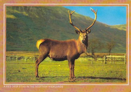 AK 214295 DEER / HIRSCH ... - A Red Deer Stag In The Scottish Highlands - Autres & Non Classés