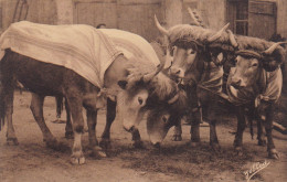 PAYS BASQUE - Les Boeufs Coiffés Et Habillés - Autres & Non Classés