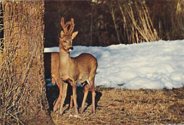 AK 214296 DEER / HIRSCH ... - Rehbock - Sonstige & Ohne Zuordnung