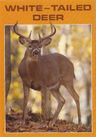 AK 214298 DEER / HIRSCH ... - White-tailed Deer - Altri & Non Classificati