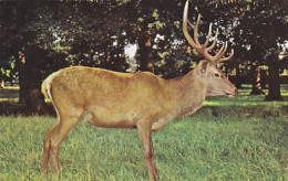 AK 214299 DEER / HIRSCH ... - A Red Deer In The Scottish Highlands - Altri & Non Classificati