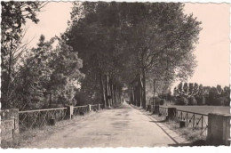 PONT DE RUAN  Entrée Du Pays  Allée De Platanes - Andere & Zonder Classificatie