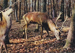 AK 214306 DEER / HIRSCH ... - En Sologne - Cerf Et Biche - Sonstige & Ohne Zuordnung