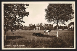 AK Prerow, Ostseebad, In Den Wiesen Mit Kühen  - Seebad Prerow