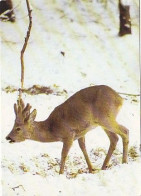 AK 214315 DEER / HIRSCH ... - Rehbock Im Bast - Altri & Non Classificati