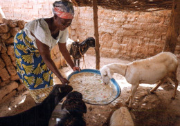 CPM - MALI - Une Femme Nourrit Ses Bêtes... Edition SOS Sahel - Mali
