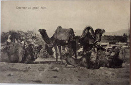 CPA Non  Circulée , Tanger (Maroc) - Caravane Au Grand Zoco  (221) - Tanger