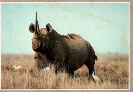 CPM - KENYA - Rhinocéros Noir - Edition Panthra Ltd (Affranchissement TP) - Kenya