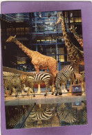 75 PARIS  Muséum National D'Histoire Naturelle Grande Galerie De L'Évolution  Caravane Africaine  Zèbres Girafes - Musei