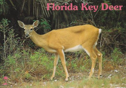 AK 214333 DEER / HIRSCH ... - Florida Key Deer - Andere & Zonder Classificatie