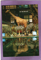 75 PARIS Muséum National D'Histoire Naturelle Grande Galerie De L'Évolution  Caravane Africaine  Zèbres Girafes - Musei