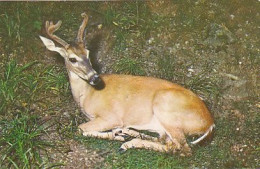 AK 214336 DEER / HIRSCH ... -  White Tail Deer - Andere & Zonder Classificatie