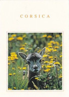 AK 214340 DEER / HIRSCH ... - Corsica - Autres & Non Classés