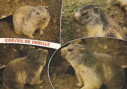 AK 214352 MARMOT / MURMELTIER ... - Conseil De Famille - Andere & Zonder Classificatie