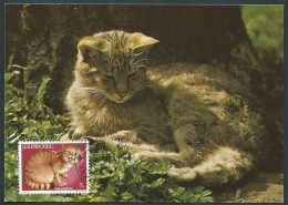 Luxembourg, Lussemburgo 1985; Felis Silvestris, Maximum Card E Anche FDC Ottimo - Gatti