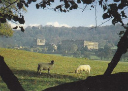 AK 214361 SHEEP / SCHAF ... - Chatsworth House And Park - Andere & Zonder Classificatie