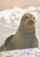 AK 214370 SEAL / SEEHUND ... - Common Seal - Autres & Non Classés