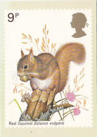 AK 214374 SQUIRREL / EICHHÖRNCHEN ... - Andere & Zonder Classificatie