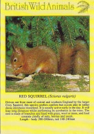 AK 214375 SQUIRREL / EICHHÖRNCHEN ... - Red Squirrel - Autres & Non Classés