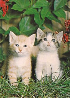 AK 214382 CAT / KATZE - Cats