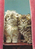 AK 214393 CAT / KATZE - Cats