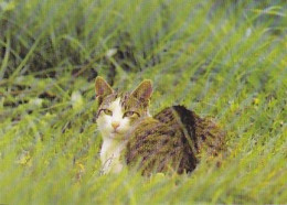 AK 214400 CAT / KATZE - Chats