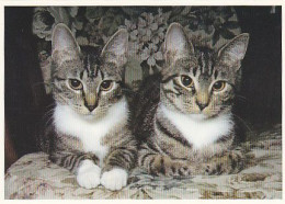 AK 214404 CAT / KATZE - Cats