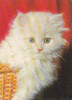 AK 214408 CAT / KATZE - Chats