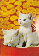 AK 214415 CAT / KATZE - Cats