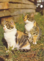 AK 214427 CAT / KATZE - Chats