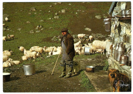 Un éleveur De Moutons Avec Ses Chiens - Photo Geneviève RENSON - Andere & Zonder Classificatie