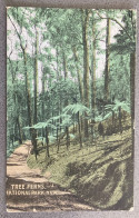 Tree Ferns National Park N.S.W. Carte Postale Postcard - Autres & Non Classés