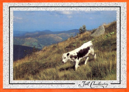 88 68 Ambiance Du Massif Vosgien Ballade Sur Les Chaumes Vache Carte Vierge TBE - Cows