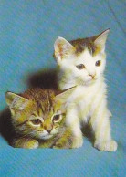 AK 214506 CAT / KATZE - Chats