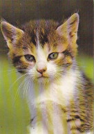 AK 214508 CAT / KATZE - Chats