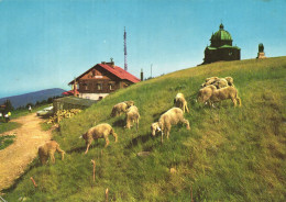 BESKYDY, BESKIDS, RADHOST, MOUNTAIN, ARCHITECTURE, SHEEP, ANIMALS, MONUMENT, CAR, CZECH REPUBLIC, POSTCARD - Czech Republic