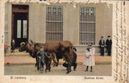 Argentina, Buenos Aires, 1905, Vendedores Ambulantes De Leche (peddler), Used Postcard  (218) - Argentina